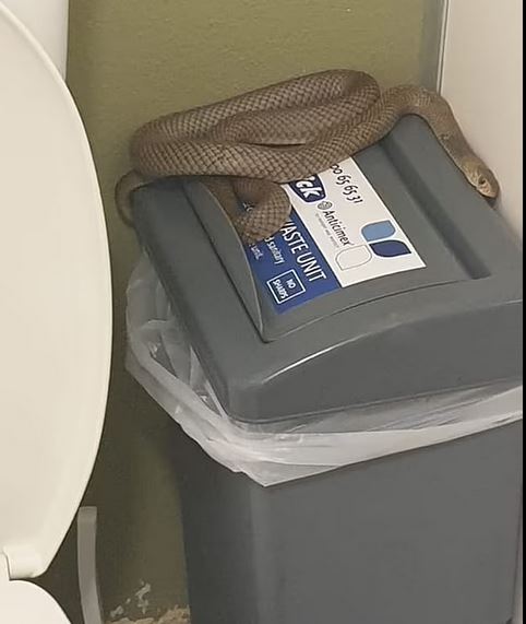 Φίδι στην καμπίνα τουαλέτας