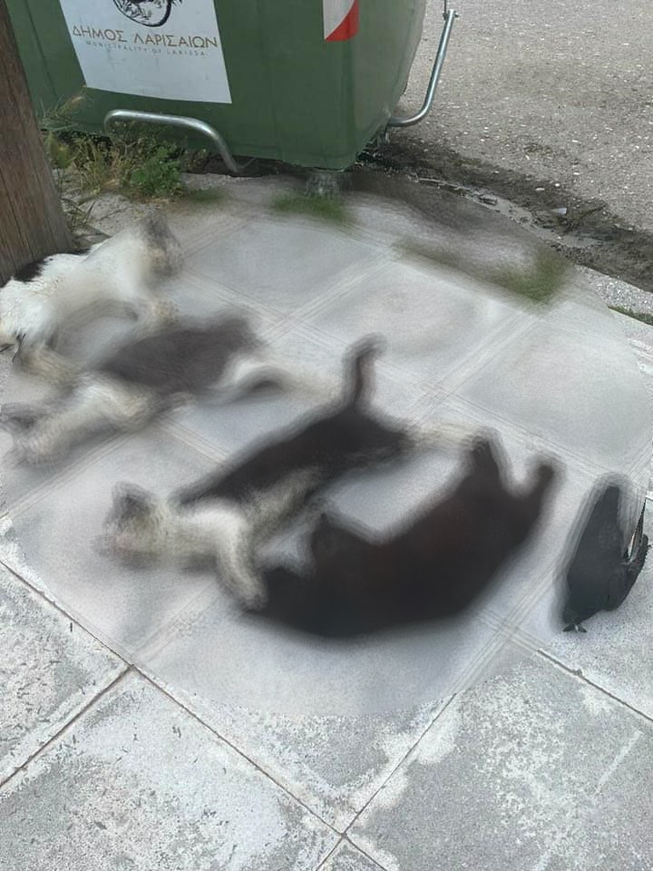 Συγκλονιστική εικόνα της Λάρισας με νεκρή γάτα και περιστέρια δίπλα δίπλα