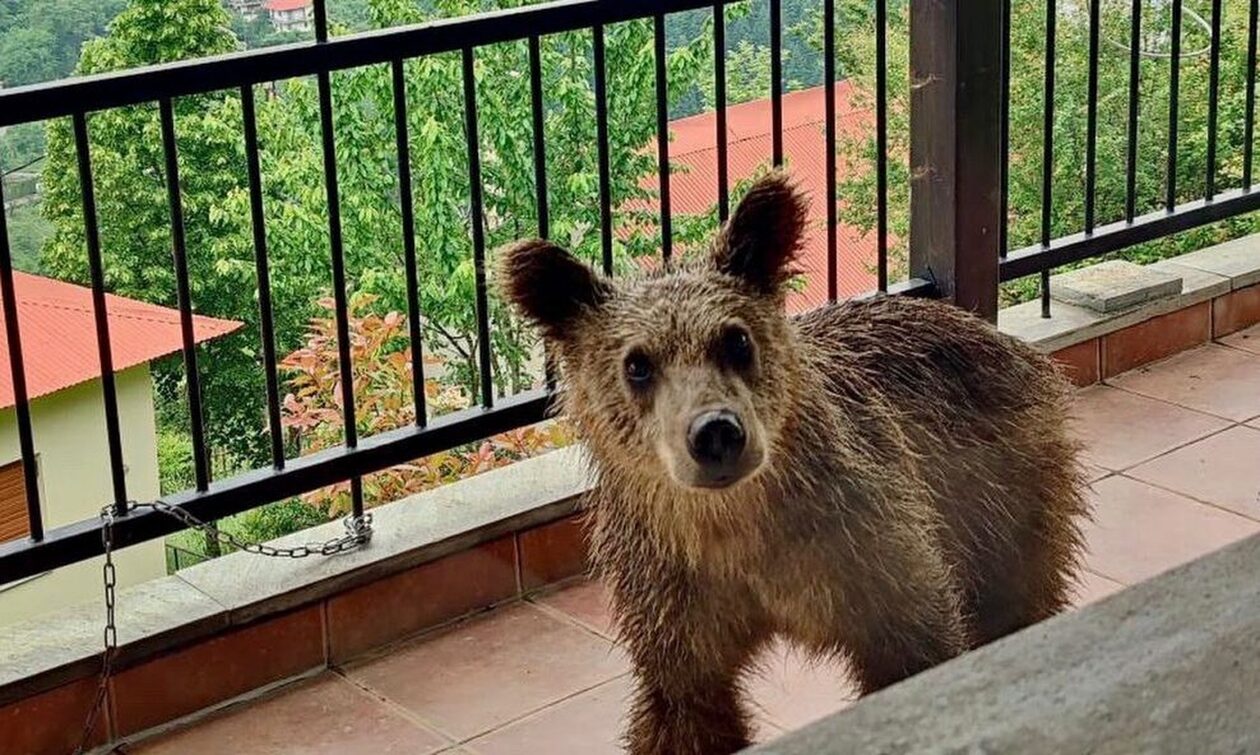 Απίστευτα γεγονότα στα Τρίκαλα: Μια αρκούδα φτάνει στο μπαλκόνι του σπιτιού του Κουρανιά